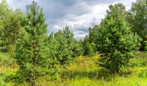 Участок в КП Озерна Резиденс