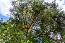 Участок в КП Озерна Резиденс