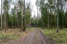 Участок в лесу КП Среди Своих