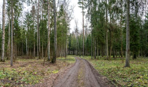 Участок в лесу КП Среди Своих