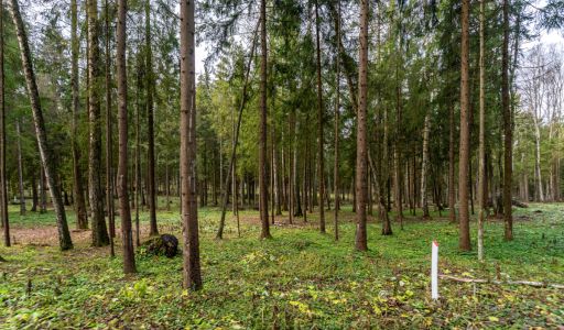 Участок в лесу КП Среди Своих