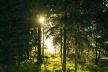 Участок у воды в КП Ели Эстейт