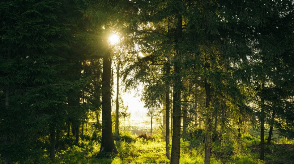 Участок у воды в КП Ели Эстейт