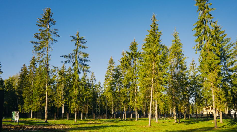 Участок у воды в КП Ели Эстейт