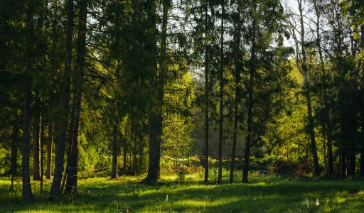 Лесной участок в КП Ели Эстейт