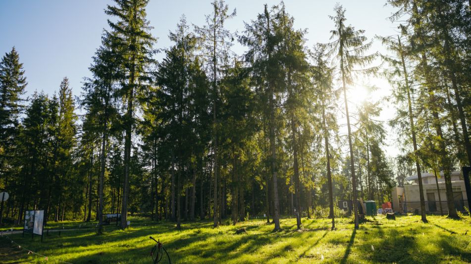 Лесной участок в КП Ели Эстейт