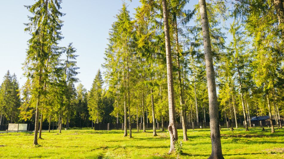 Лесной участок в КП Ели Эстейт