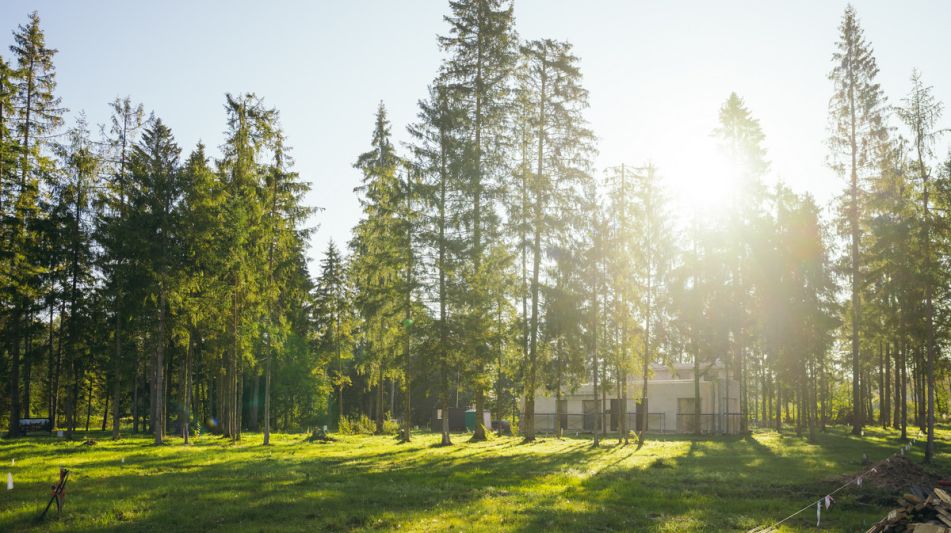 Лесной участок в КП Ели Эстейт