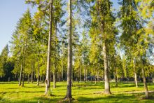 Лесной участок в КП Ели Эстейт