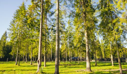 Лесной участок в КП Ели Эстейт