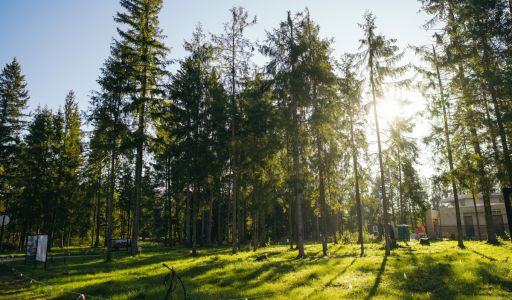 Лесной участок в КП Ели Эстейт