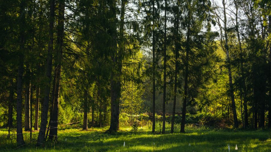 Лесной участок в КП Ели Эстейт