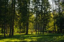 Лесной участок в КП Ели Эстейт