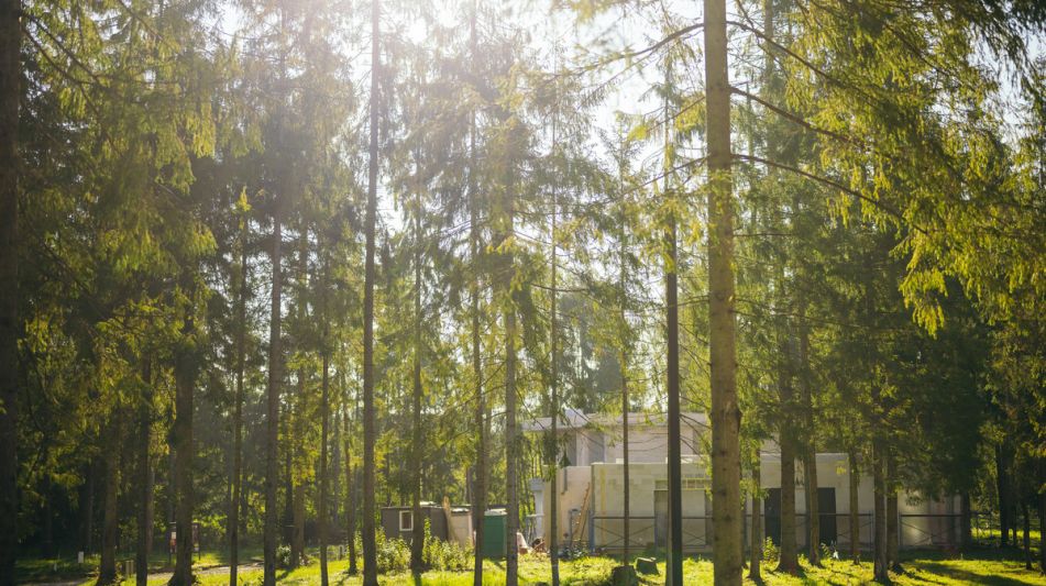 Лесной участок в КП Ели Эстейт