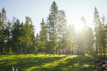 Лесной участок в КП Ели Эстейт