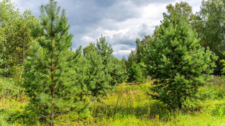 Участок в КП Озерна Резиденс