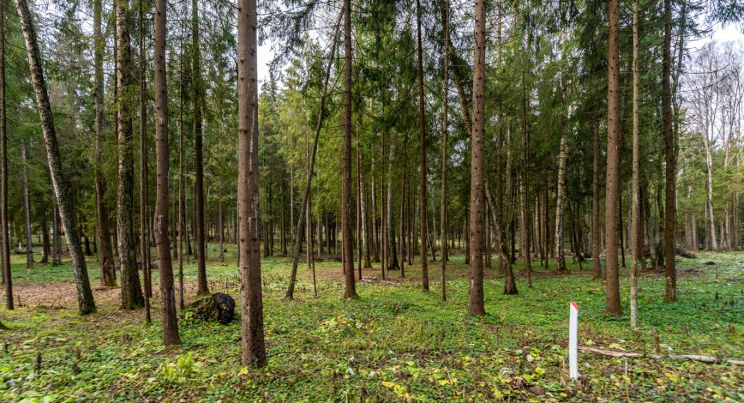 Среди своих