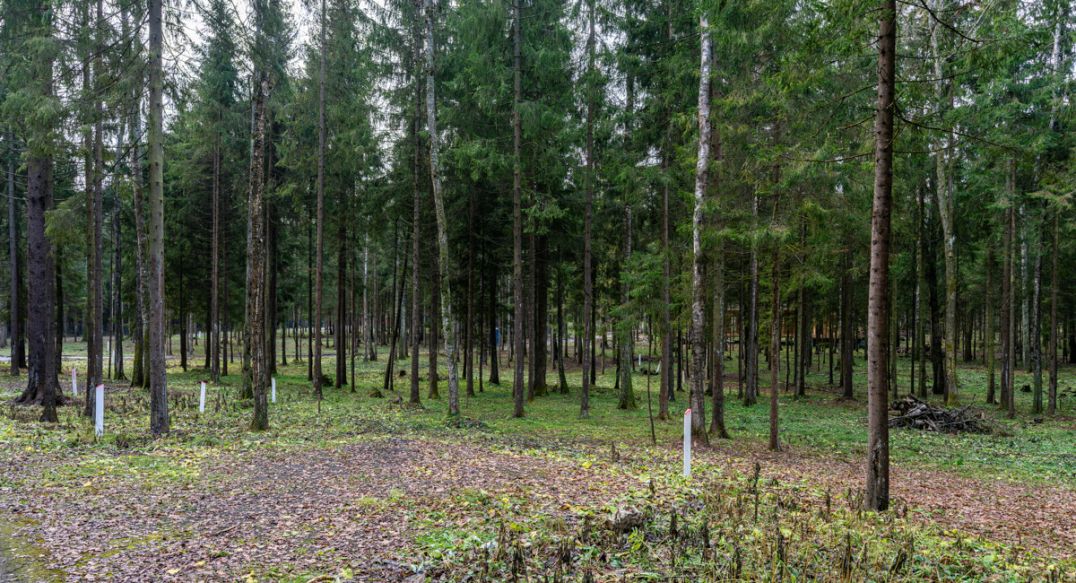 Среди своих