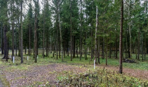 Среди своих