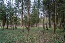 Участок в лесу КП Среди Своих