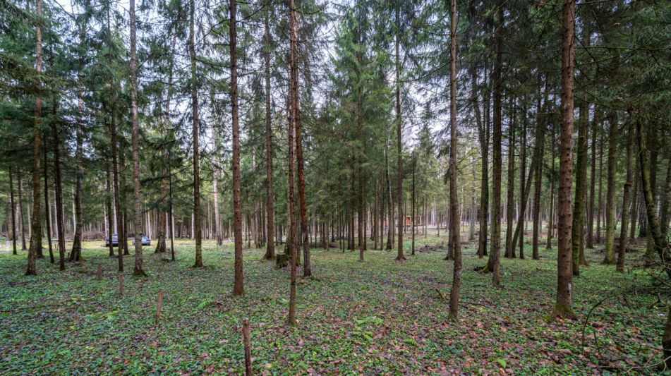 Участок в лесу КП Среди Своих