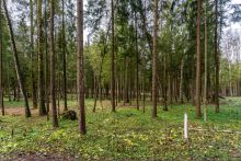Участок в лесу КП Среди Своих