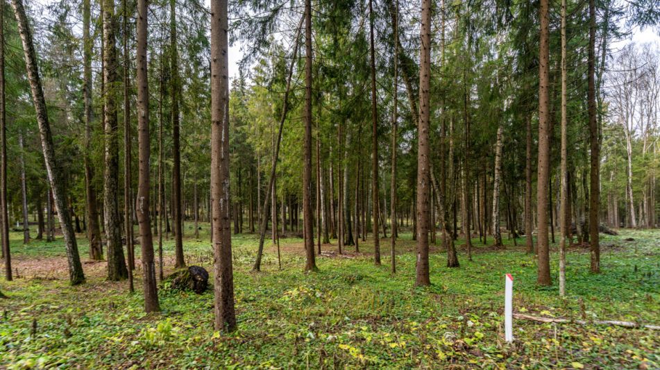 Участок в лесу КП Среди Своих