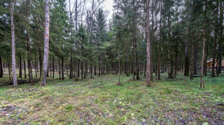 Участок в лесу КП Среди Своих