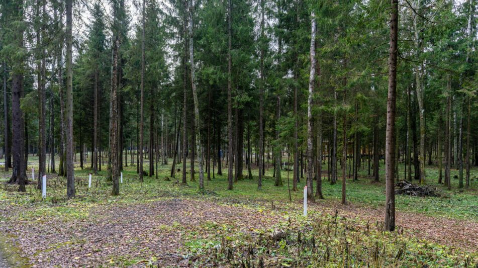 Участок в лесу КП Среди Своих