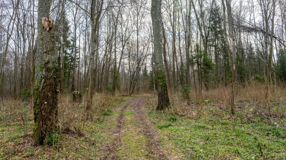 Участок в лесу КП Среди Своих