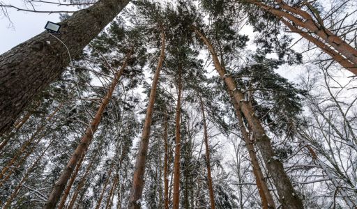 Алексеево Парк