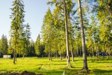 Участок в КП Ели Эстейт