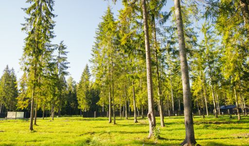 Лесной участок в КП Ели Estate