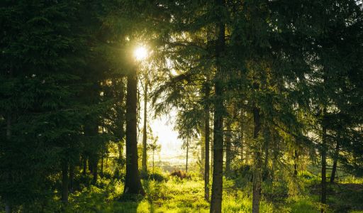 Лесной участок в КП Ели Estate