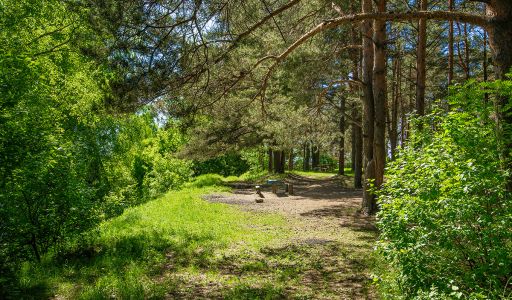 Великолепный прилесной участок