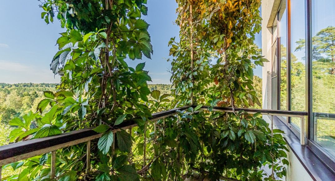 Зеленые холмы