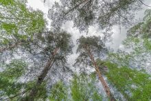 Усадьба в Лосино-Петровское