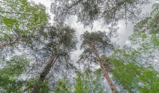 Усадьба в Лосино-Петровское