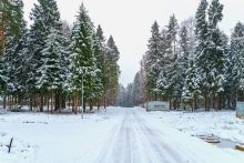 Первый лесной