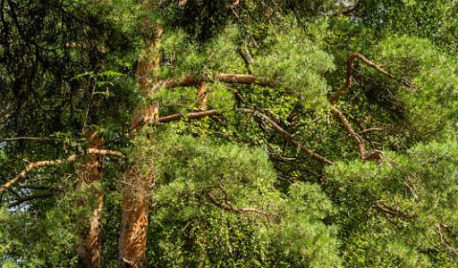 Участок в КП Озерна Резиденс