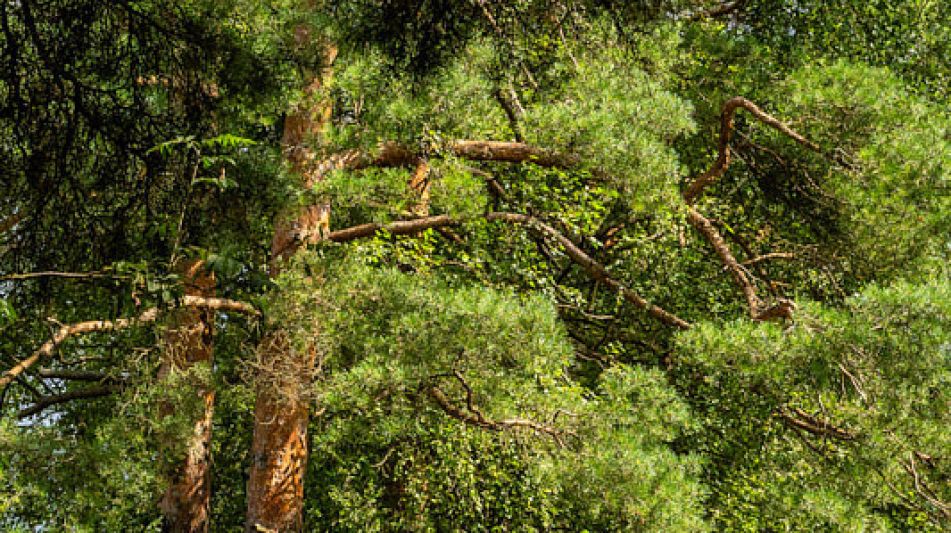 Участок в КП Озерна Резиденс