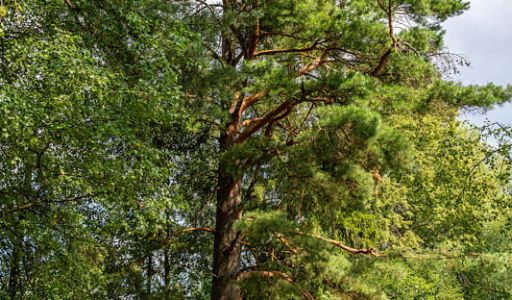 Участок в КП Озерна Резиденс