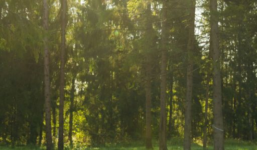 Лесной участок в КП Ели Эстейт