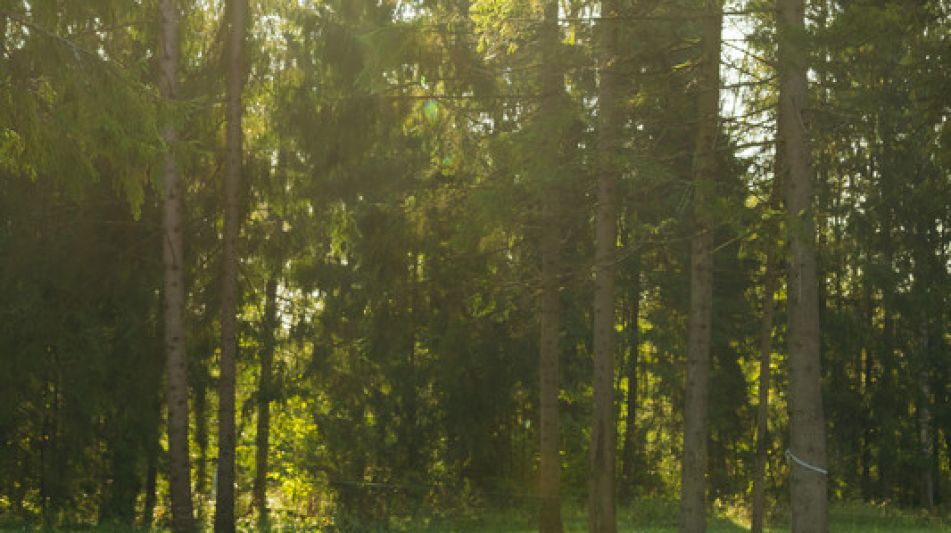 Лесной участок в КП Ели Эстейт