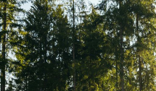 Лесной участок в КП Ели Эстейт