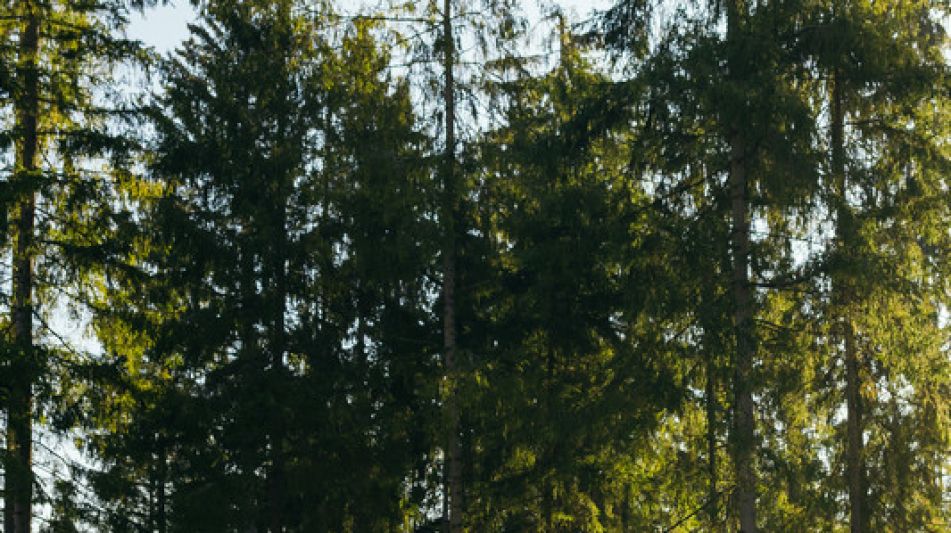 Лесной участок в КП Ели Эстейт