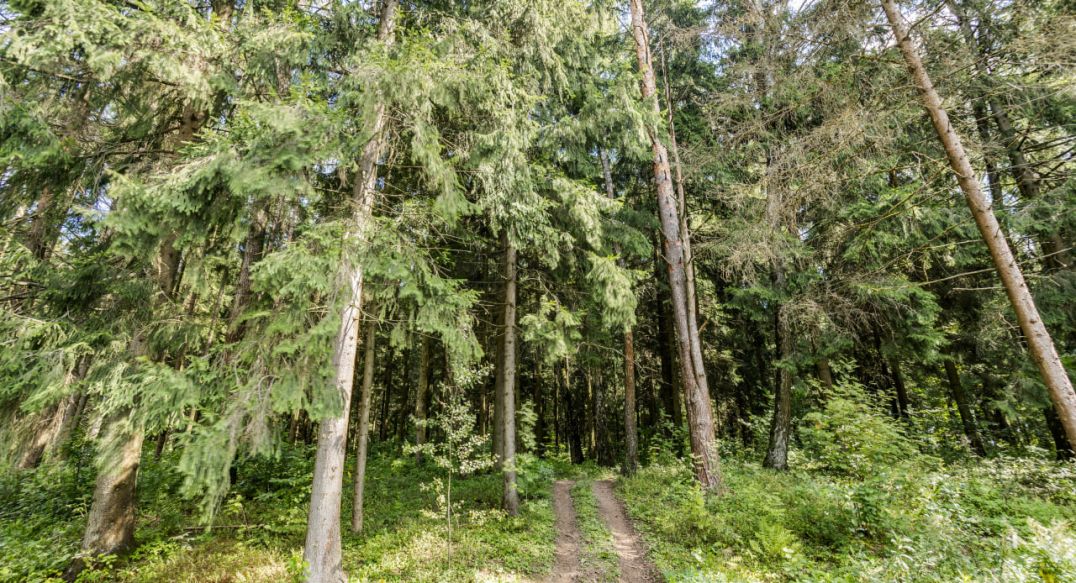 Лесные Зори