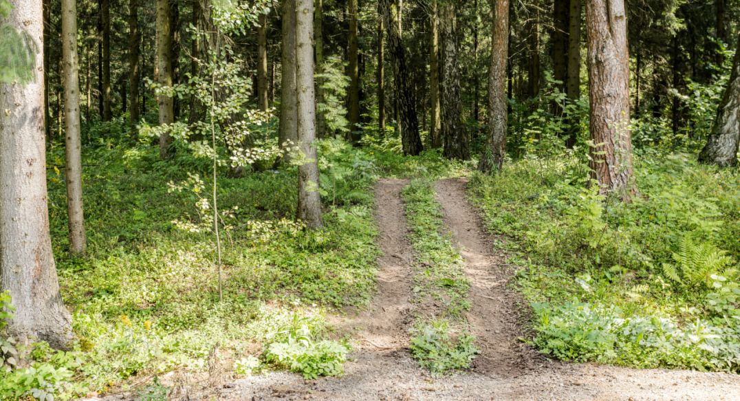 Лесные Зори