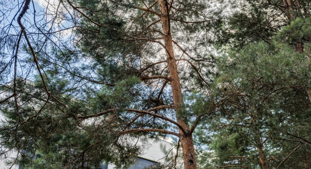 Никольский бульвар