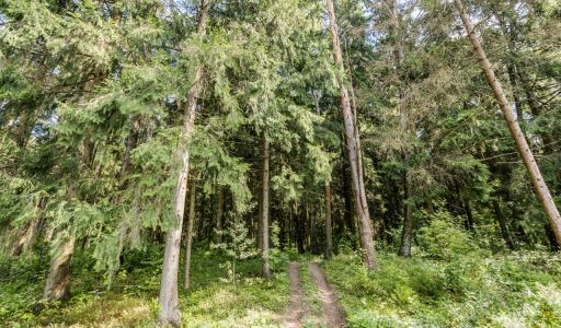 Участок в КП Лесные зори